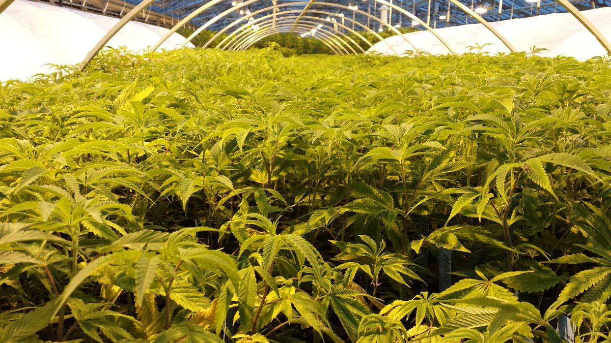 LISTEN IN Aphria Inks Deal To Become One of the Largest Greenhouse ...