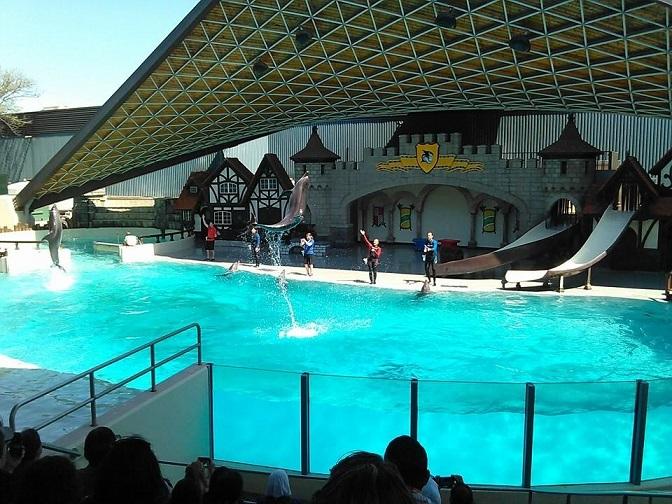 Two more belugas dead at Marineland, bringing total whale deaths to 17 ...